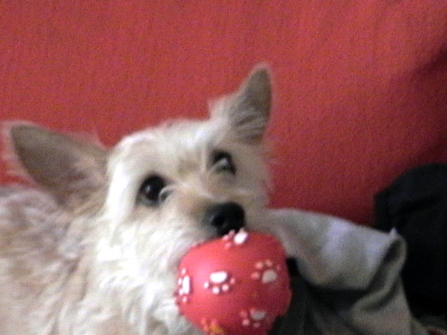 Photo of Sean with a squeaky ball toy